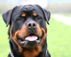15 Signs That Indicate You’re A Crazy Rottweiler Person… And Are Damn Proud of It!