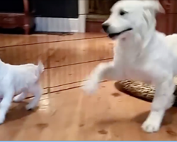 Golden Retriever Puppy Can’t Contain His Excitement Of Meeting A New Baby Goat Friend