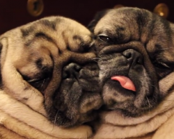 Cuddling Pugs: Your Cure For A Bad Day