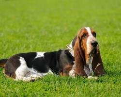 12 Realities New Basset Hound Owners Must Learn To Accept
