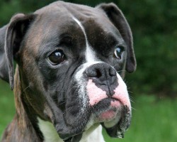 12 Realities New Boxer Owners Must Learn To Accept
