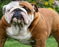 12 Realities New English Bulldog Owners Must Learn To Accept