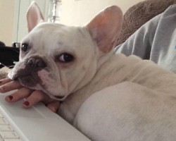 12 Realities New French Bulldog Owners Must Accept