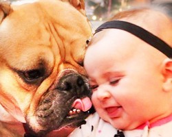 Friendship Between A Little Girl & A Bulldog Is So Touching!