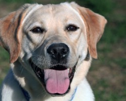 12 Realities New Labrador Owners Must Accept