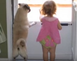 (VIDEO) Little Girl and Pug Become Inseparable. This Will Melt Your Heart!