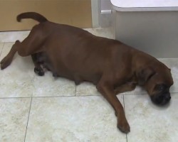 Abandoned, Pregnant, All Alone Boxer Dog Gets Rescued Just In Time
