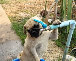 This Crafty Pug Puppy Shows Human He Needs No Water Bowl To Quench His Thirst