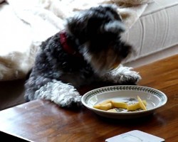 Naughty Dog Sneakily Steals French Fries Off Plate