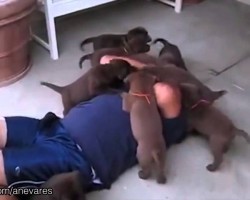 WHOA! Swarms Of Puppies Overwhelm Humans With Puppy Love!