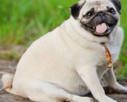 5 Warning Signs Your Dog Might Be Obese