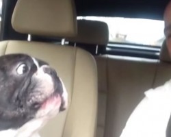 This French Bulldog Sings Rhianna’s “Diamonds” – And Sings Much Better!