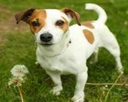 15 Signs That Indicate You’re A Crazy Jack Russell Person… And Are Damn Proud of It!