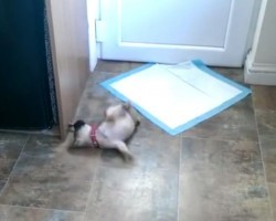 Cute Puppy Throws Temper Tantrum Over Door Stopper. It May Just Be The Cutest Thing EVER!