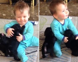 Two Pug Puppies + One Human Baby. It Doesn’t Get Any Cuter!