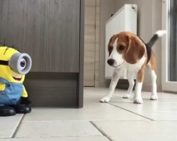 Beagle VS “Tumblin Stuart” The Minion – This Is Too Cute!