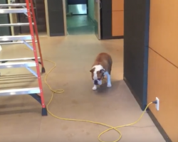 This Bulldog’s Afraid To Cross The Cable But Comes Up With A Genius Solution!