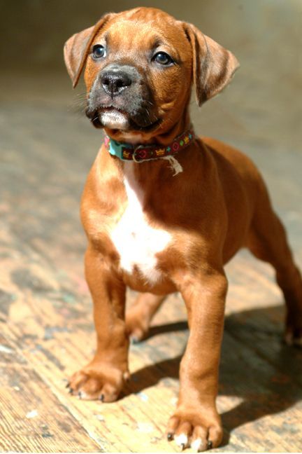 15 UNREAL Boxer Cross Breeds You've Got To See To Believe