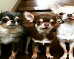 20 Things All Chihuahua Owners Must Never Forget