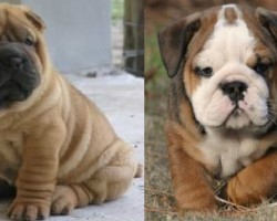 15 UNREAL English Bulldog Cross Breeds You’ve Got To See To Believe