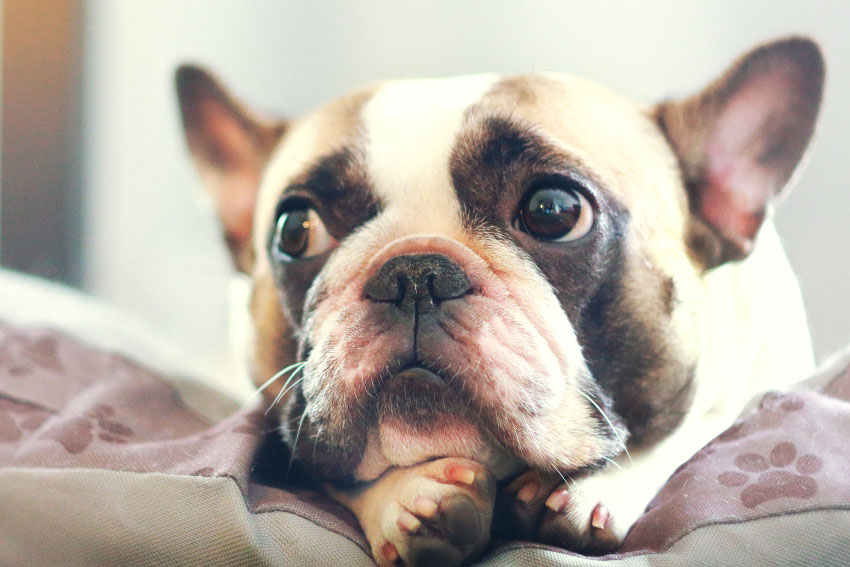 20 Things All French Bulldog Owners Must Never Forget