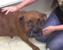 Pregnant Boxer Waited To Give Birth Until She Knew Her Puppies Would Be Safe