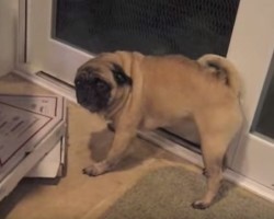 Watching This Pug Act Territorial Over HER Pizza Is About To Make Your Day