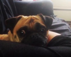 Pug Pretends To Be Asleep Until Mom Says THIS Magic Word