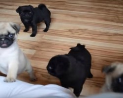(VIDEO) These Adorable Pug Puppies Are So Cute They Will Make You Mad