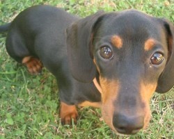 15 Signs That Indicate You’re A Crazy Dachshund Person… And Are Damn Proud of It!