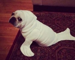 Is it a Pug or a Seal? Their Resemblances are Uncanny and Hysterical!