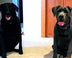 Dog Food Delivered After Dogs Pass Away. Upon Refund Request, Company Sent This Reply
