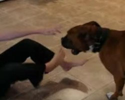 Boxers are the Best Playmates for Kids. THIS is Proof Positive of That…