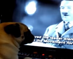 Scottish Man Arrested After Training Pet Pug To Do ‘Nazi Salute’