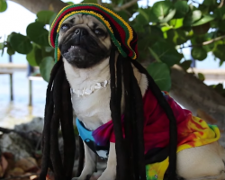 Doug the Pug is “Masta Of Rasta” Promoting Peace, Love & Pugs!