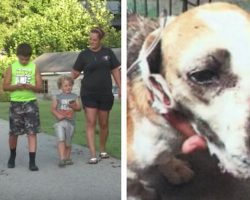 Family Rescues Severely Beaten Dog While Out Playing Pokemon Go