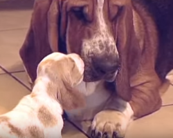 Basset Hound Babies Meet Daddy! Way Too Cute!