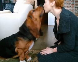 Basset Hound learns to give kisses for treats