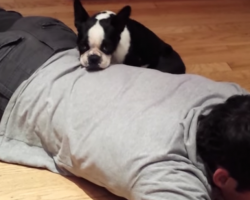 [Video] Boston Terrier Puppy Rescued From Puppy Mill Enjoys First Ever Snuggle