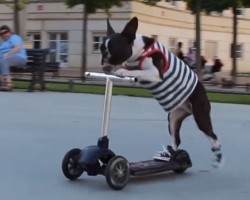 (Video) Stylish Boston Terriers Scootering in Converse Sneakers Is About To Make Your Day!