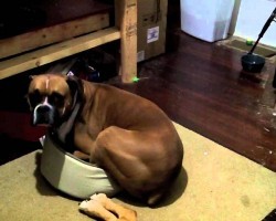 Boxers Can Be Greedy. What This Boxer Did Takes It One Step Further…