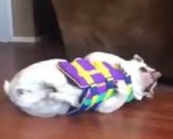 Cute Bulldog Gets A Life Vest Put On Him. His Reaction Is Hilarious!