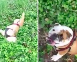 This English Bulldog Rolling Down The Hill Is About To Make Your Day!