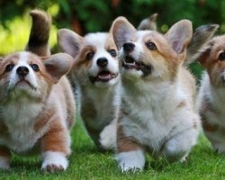 19 Reasons Corgis Are Actually The Worst Dogs To Live With