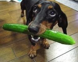 12 Reasons Why Dachshunds Are Actually The Worst Breed EVER