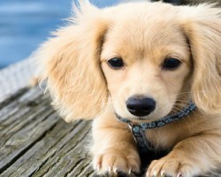 34 UNREAL Dachshund Cross Breeds You’ve Got To See To Believe