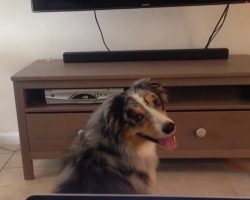 Dog Obsessed With TV Does The Most Adorable Thing When Watching