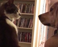 Beagle Wins Over ‘Aggressive’ Shelter Cat