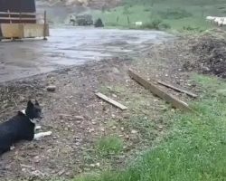 Border Collie Proves Why He Is An Expert In His Field When It Comes To Herding Sheep