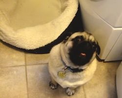 This Grumpy Dog Doesn’t Want To Take A Nap And Lets Mom Know Exactly What He Thinks. LOL!